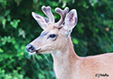 Odocoileus hemionus